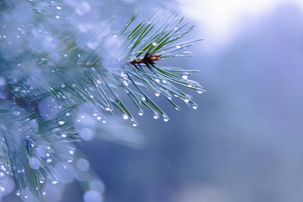 大自然的雨吻珠宝：北欧早春的闪亮松针图片