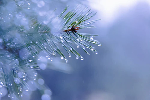 大自然的雨吻珠宝：北欧早春的闪亮松针图片
