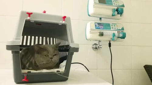 兽医诊所的一只病猫在静脉滴注.猫IV液体疗法。猫在iv液上。有静脉输液滴的猫图片