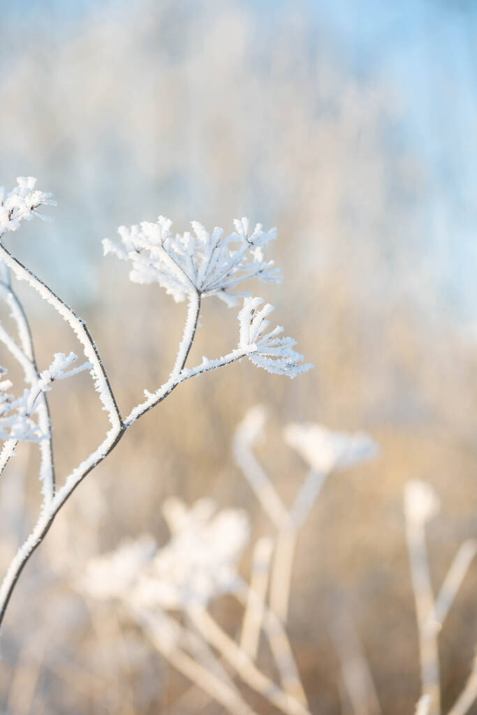 winter background with plants in hoarfrost in sunlight clouse up图片