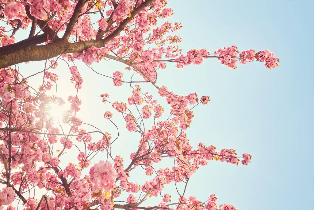 樱花在春天绽放，有柔和的焦点，樱花季节，背景.