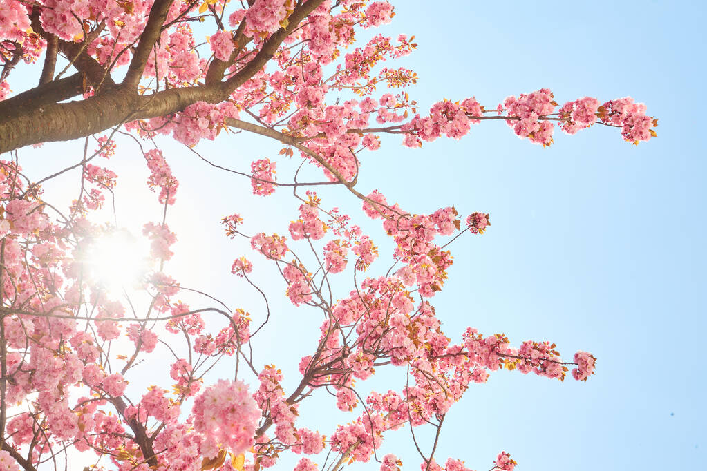 迷人的粉色樱花在蓝天的樱花树上绽放。美丽的春天树.