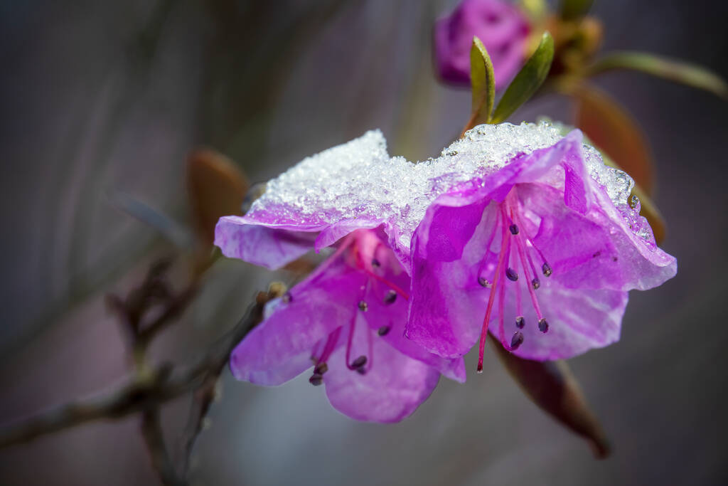 美丽的杜鹃花覆盖着冰雪。春天里的艺术场面图片