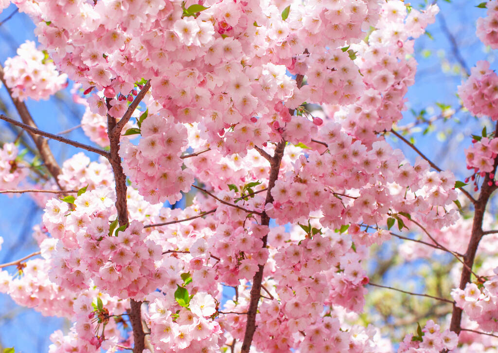 开着花的樱花，春天开着粉红的花
