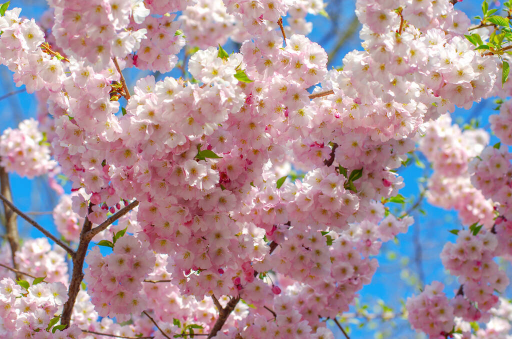 开着花的樱花，春天开着粉红的花