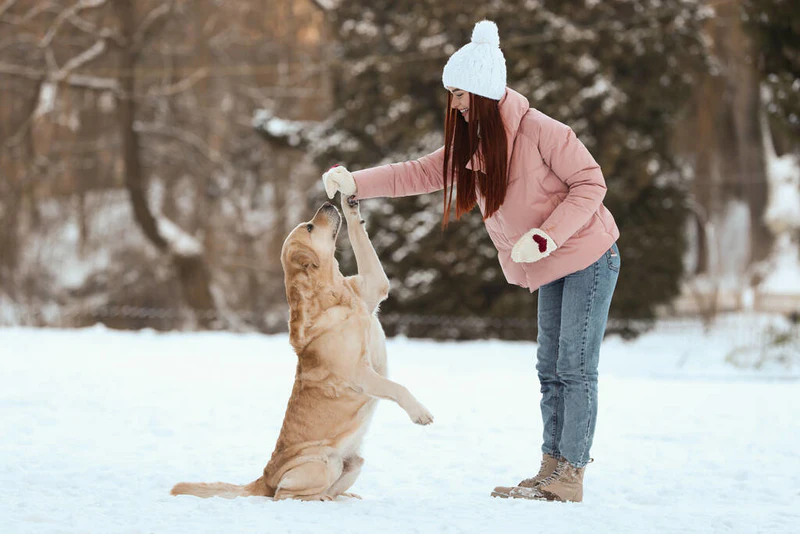 美丽的年轻女子在冬日户外与可爱的拉布拉多猎犬玩耍