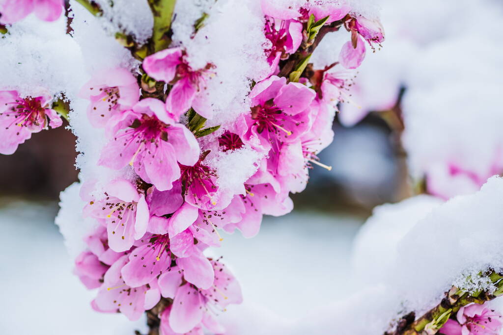 冬天的花朵，粉红的桃花在雪下，有白色的背景。初春雪地里的粉红花朵.
