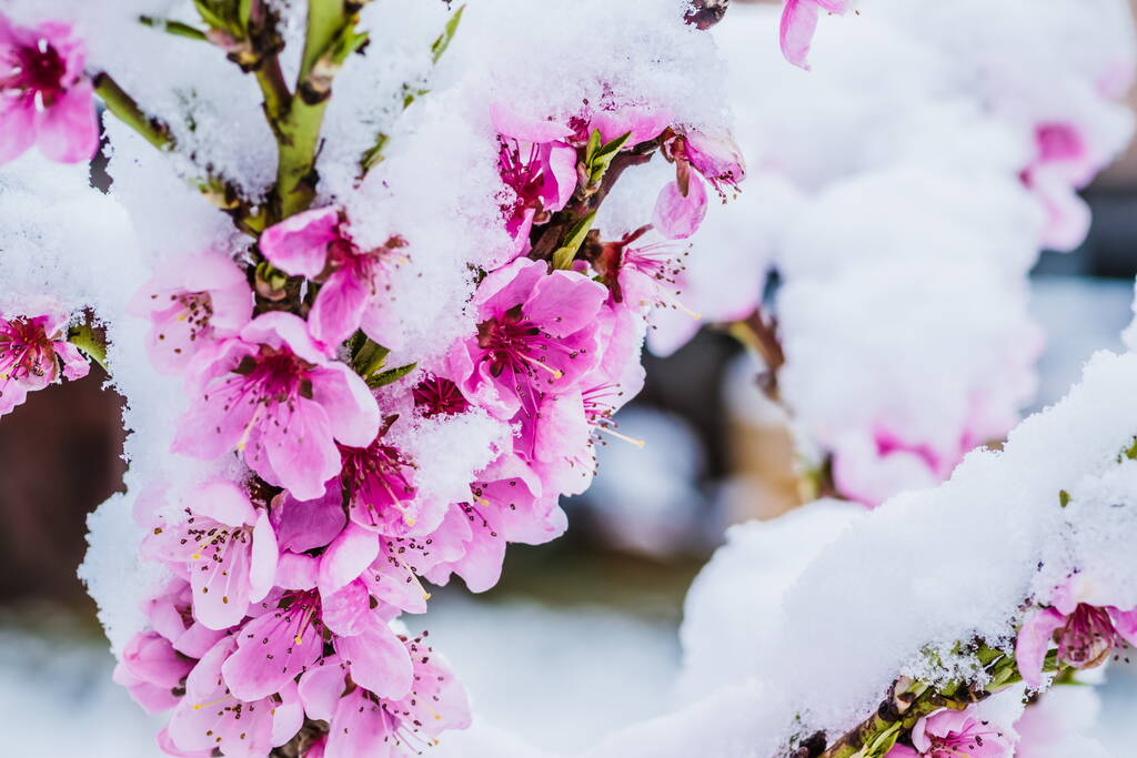 冬天的花朵，粉红的桃花在雪下，有白色的背景。初春雪地里的粉红花朵.图片
