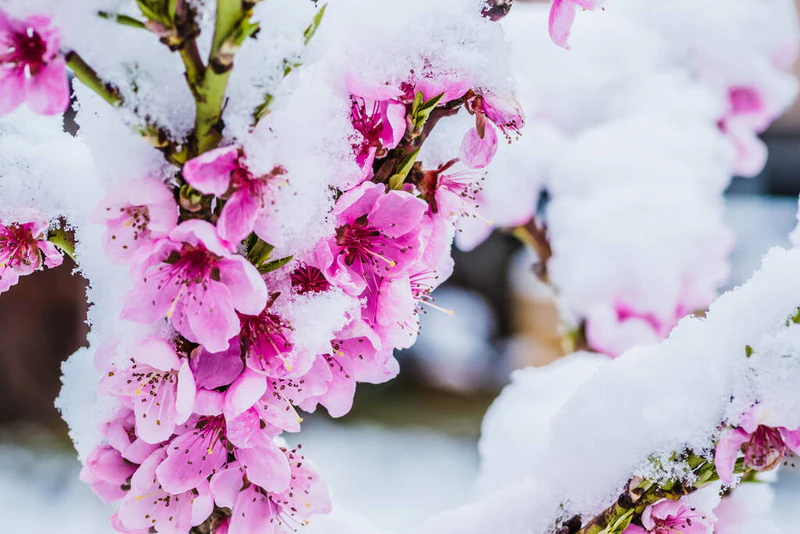 冬天的花朵，粉红的桃花在雪下，有白色的背景。初春雪地里的粉红花朵.