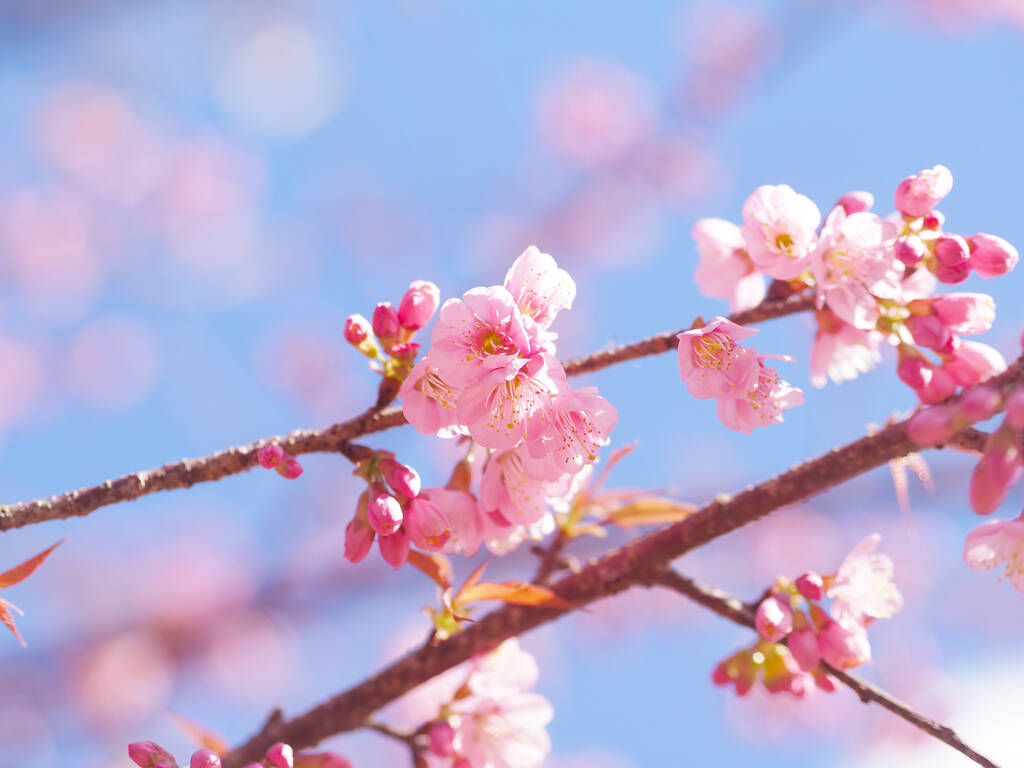 粉色樱花盛开，春秋背景.