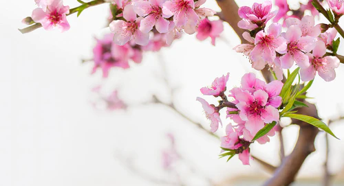 粉红桃树花特写。清澈淡淡的自然春光，桃花绽放.图片