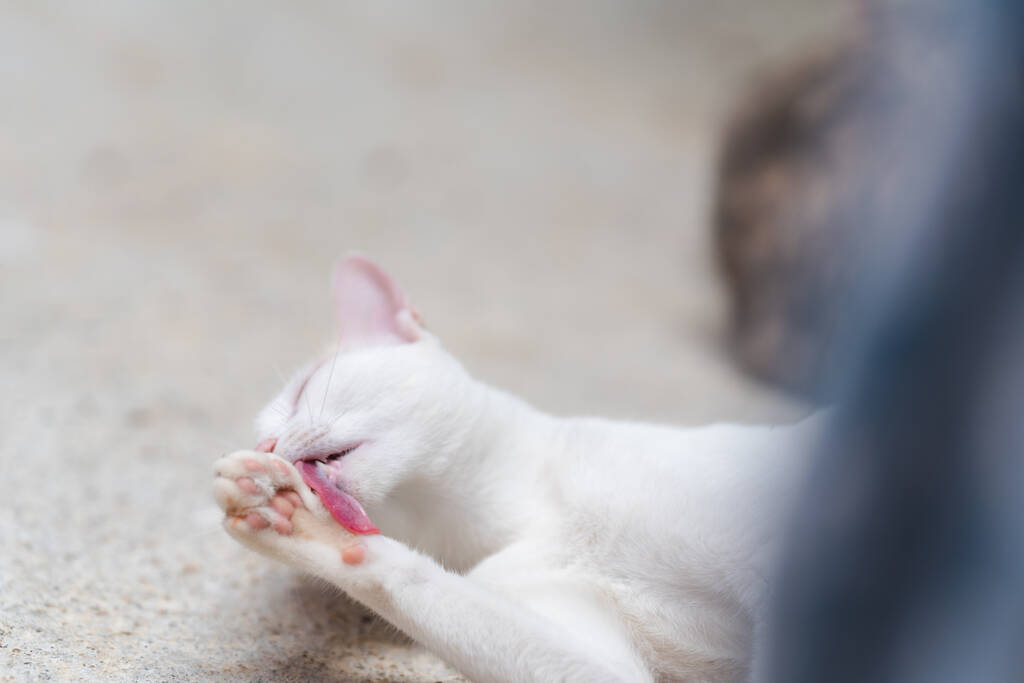 一只白色的泰国猫正在用舌头清洁她的毛皮.