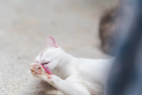 一只白色的泰国猫正在用舌头清洁她的毛皮.图片