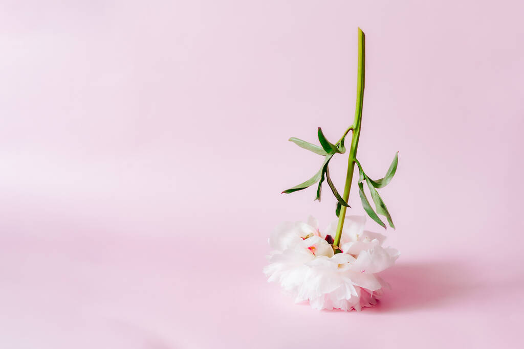 粉红色的牡丹花倒立在粉红色的背景上.花卡设计,简约现代最小花的概念.时尚的花卉简约主义。有选择的重点。复制空间